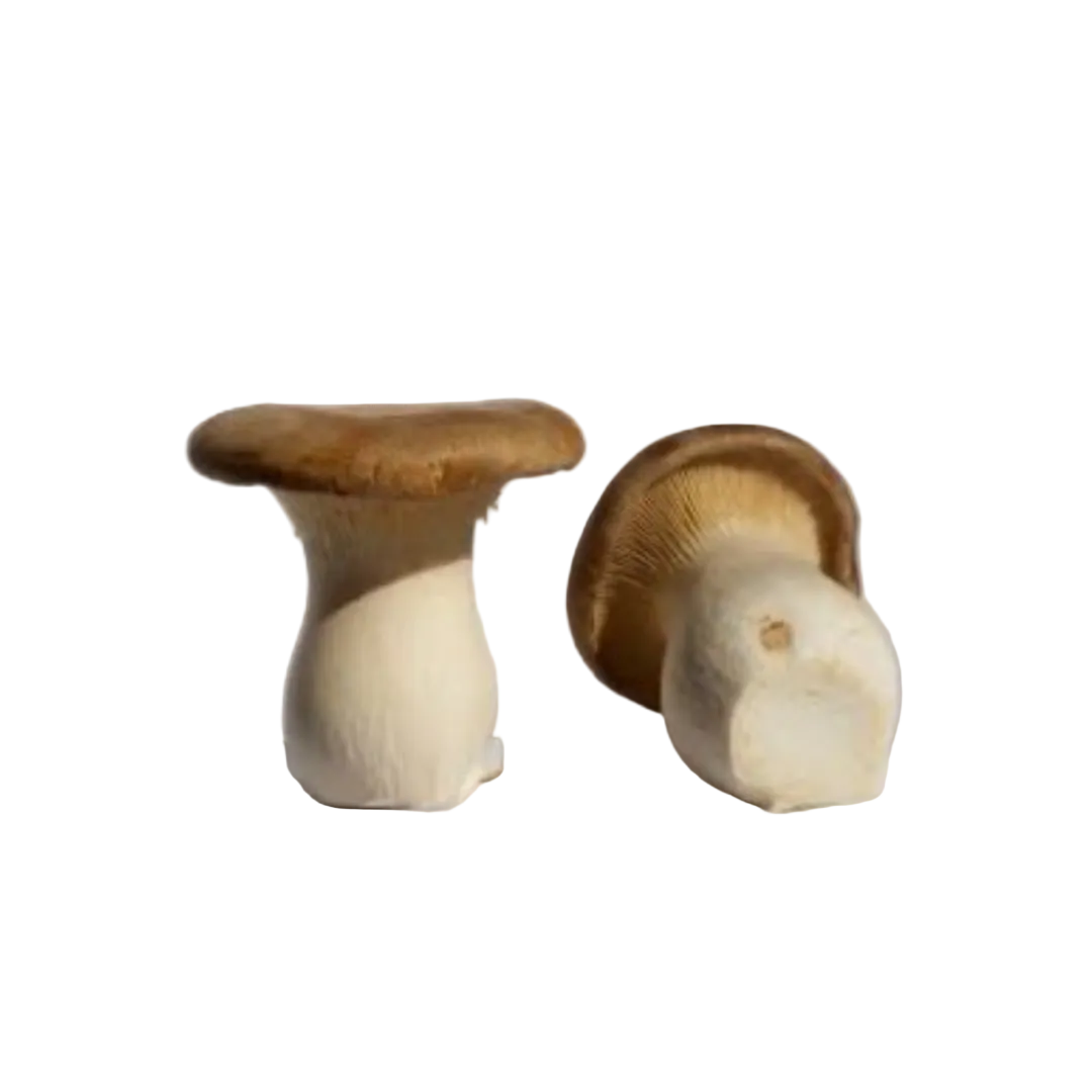 Mushroom - King Brown Oyster punn